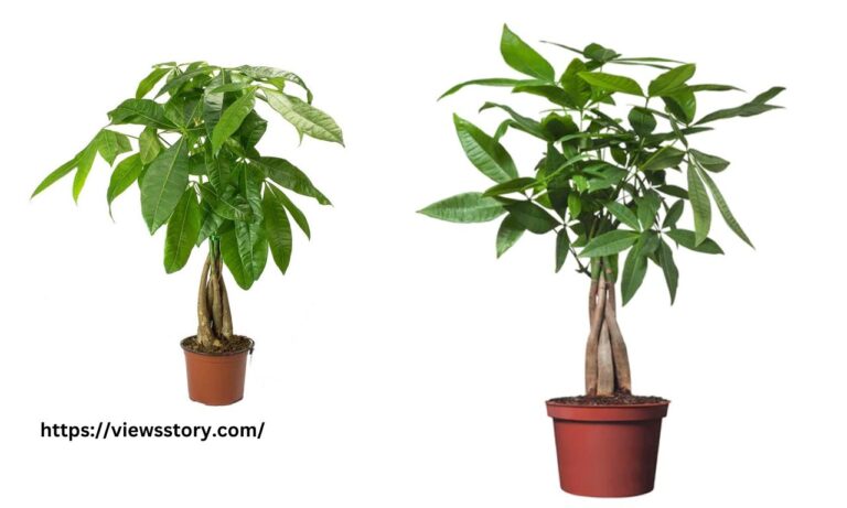 How to Grow a Money Tree